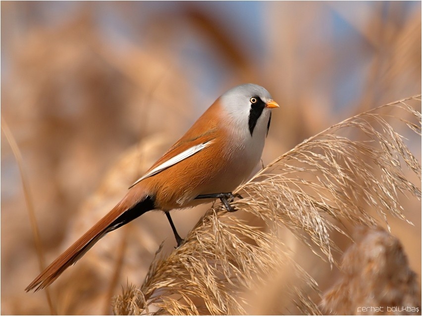 Bearded Reedling