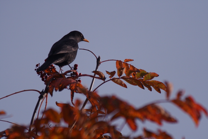 Common Blackbird