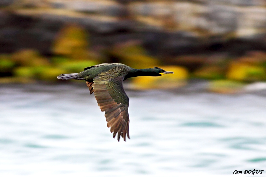 European Shag