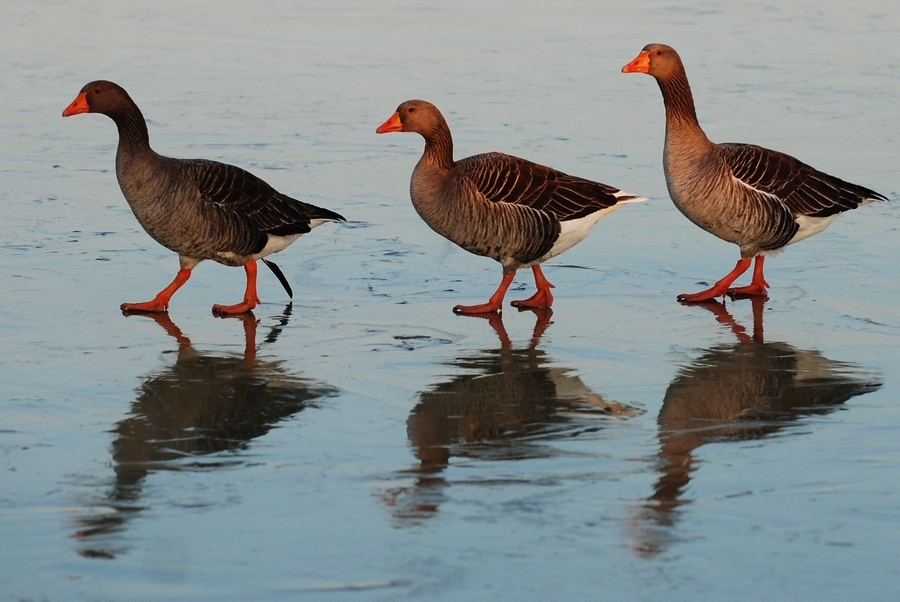 Greylag Goose