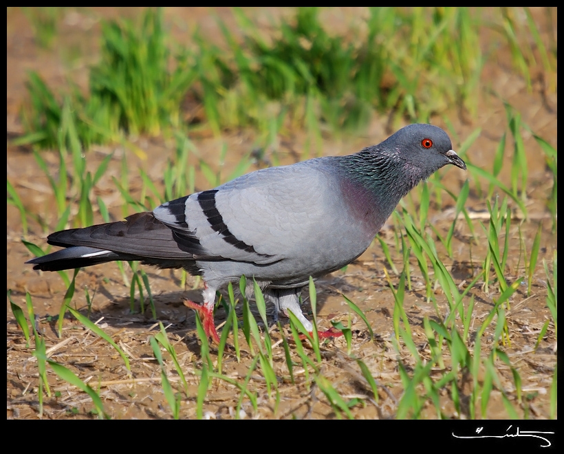 Rock Dove