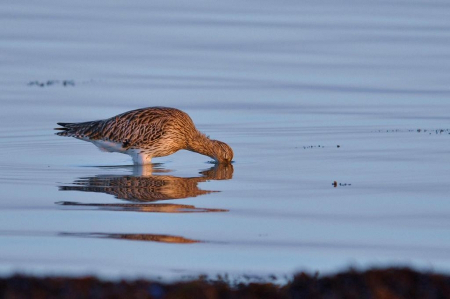 Eurasian Curlew