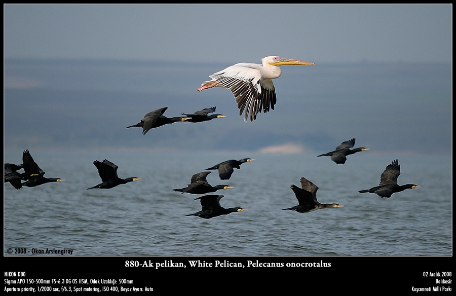 Great White Pelican