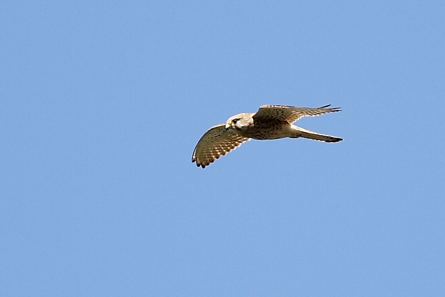 Common Kestrel