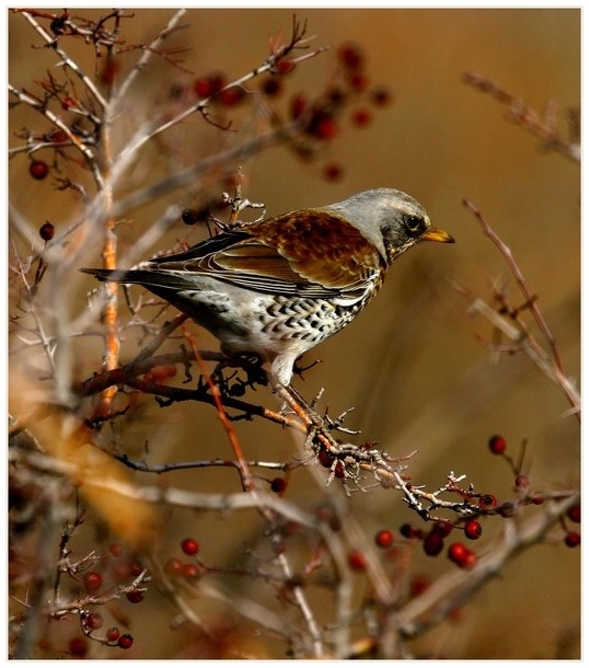 Fieldfare