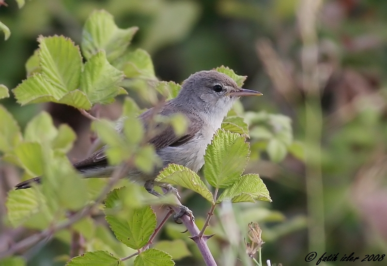Eastern Olivaceous Warbler