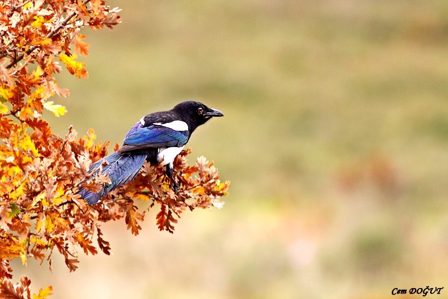 Eurasian Magpie