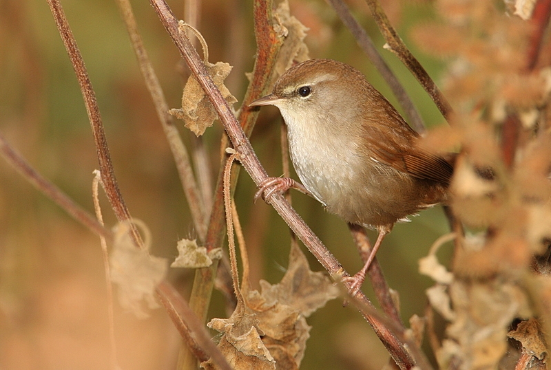 Cetti`s Warbler