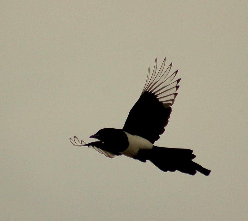 Eurasian Magpie
