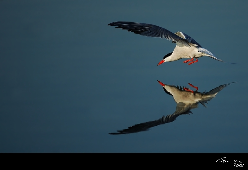 Common Tern
