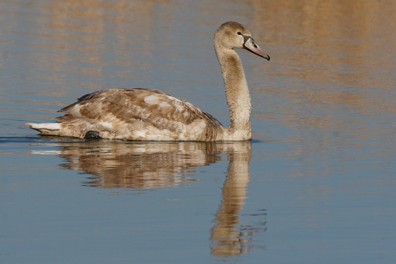 Mute Swan