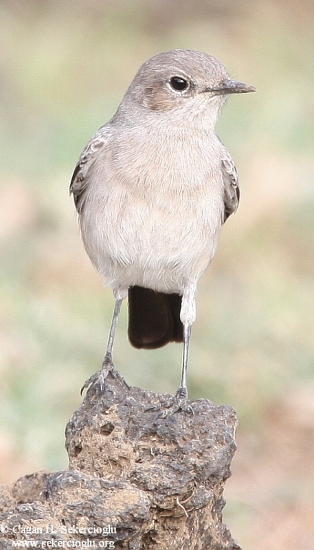 Blackstart