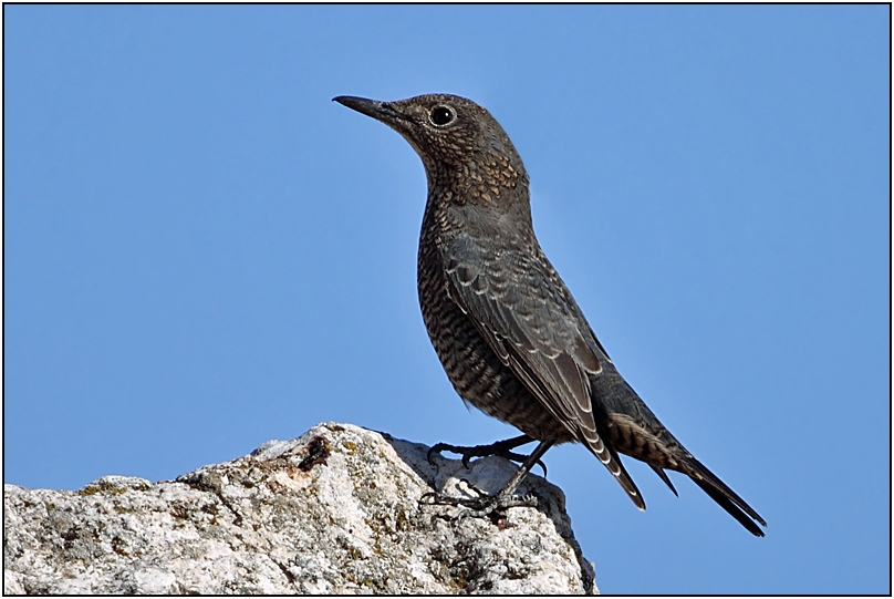Blue Rock Thrush