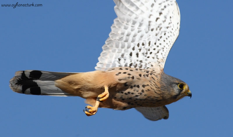 Common Kestrel