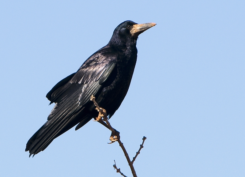 Rook