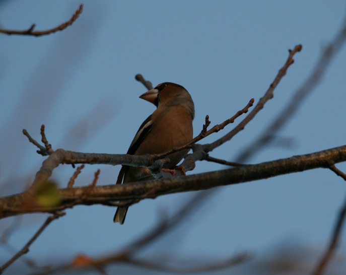 Hawfinch