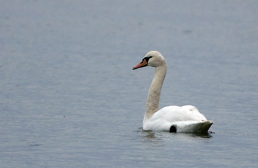 Mute Swan