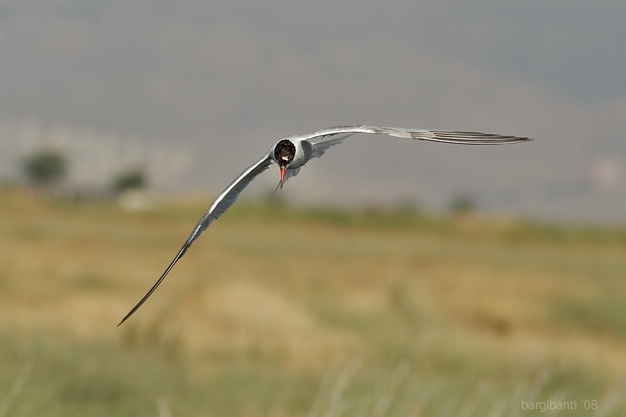 Common Tern