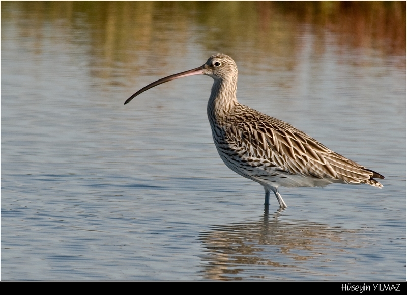 Eurasian Curlew