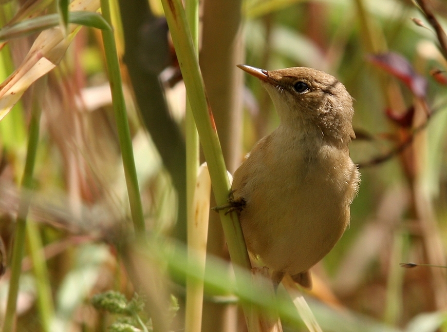 Common Reed Warbler