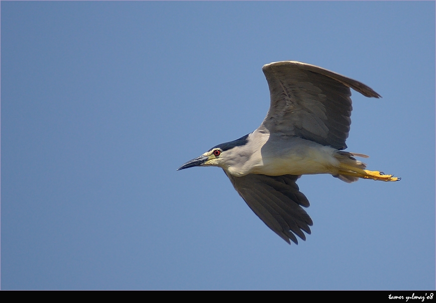 Black-crowned Night Heron