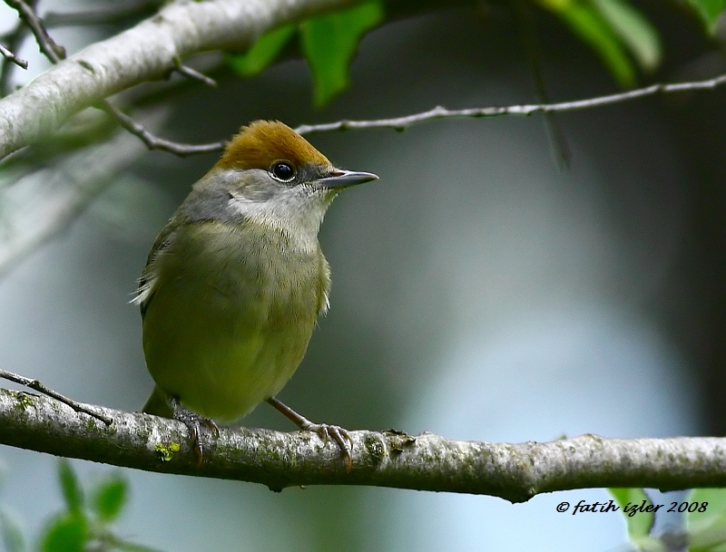 Eurasian Blackcap