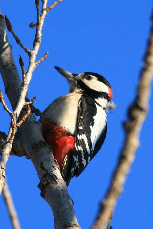 Great Spotted Woodpecker