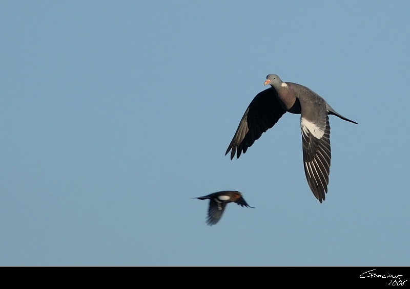 Common Wood Pigeon