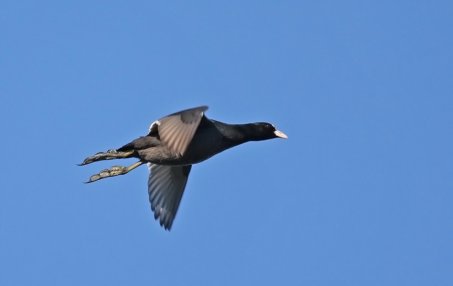 Eurasian Coot