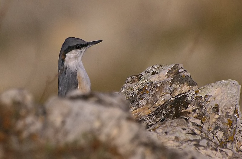 Western Rock Nuthatch