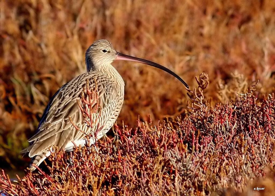 Eurasian Curlew