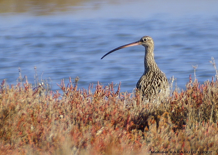 Eurasian Curlew
