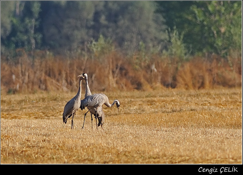 Common Crane