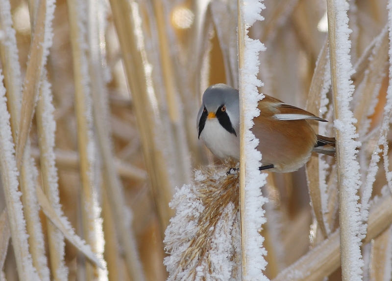 Bearded Reedling