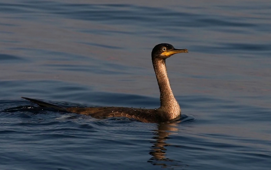 European Shag