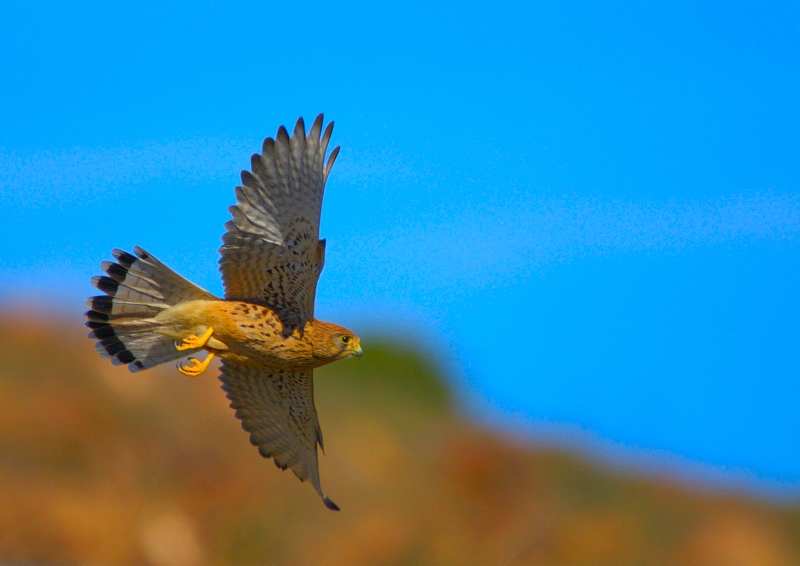 Common Kestrel