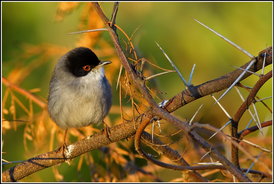 Sardinian Warbler