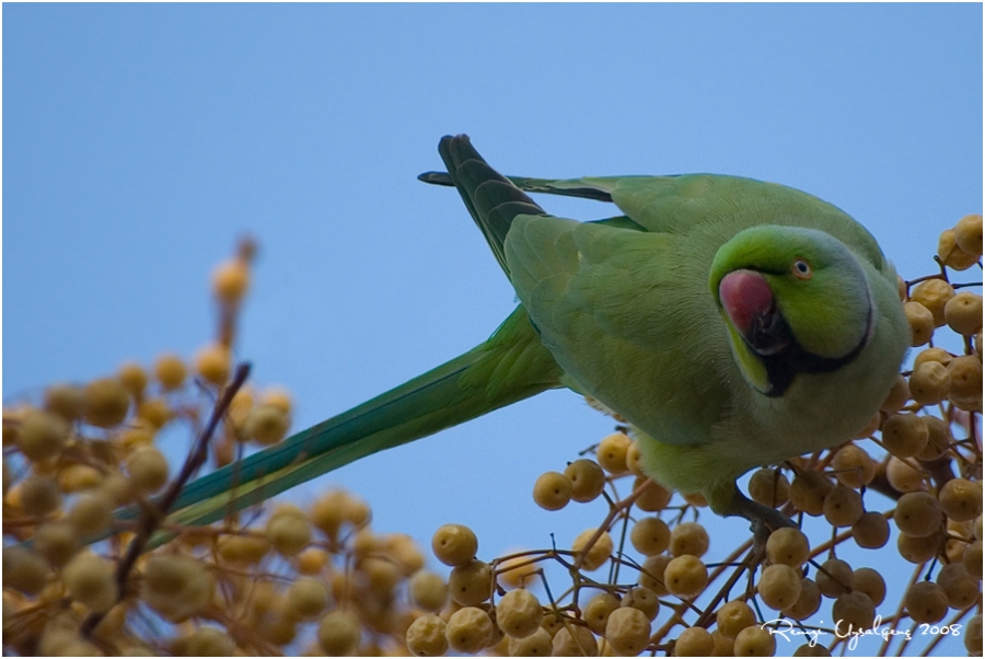 Rose-ringed Parakeet