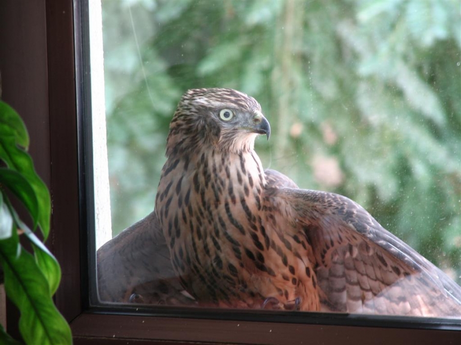 Eurasian Goshawk