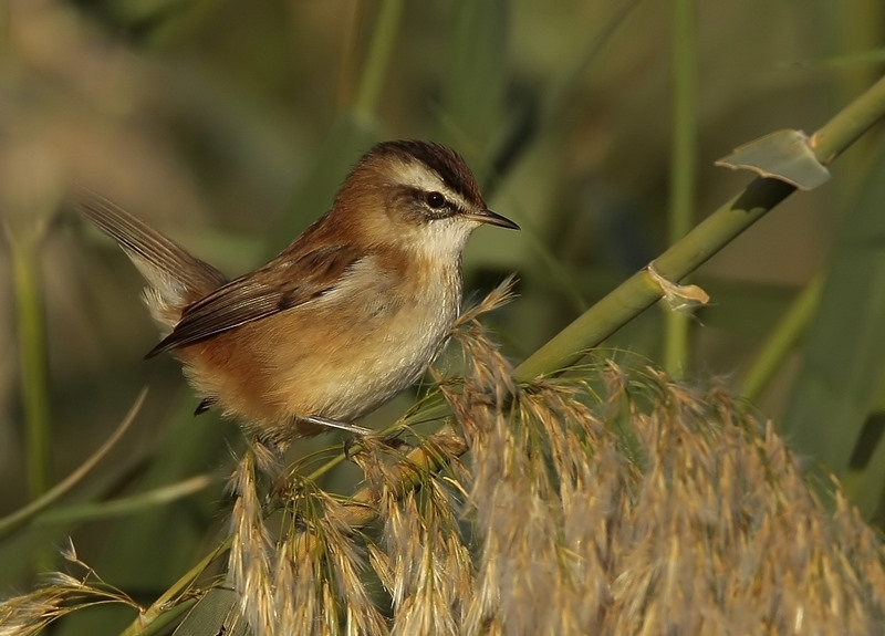 Moustached Warbler