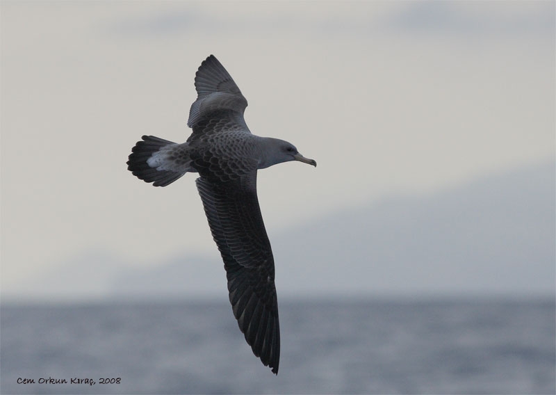Scopoli`s Shearwater