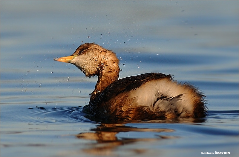 Little Grebe