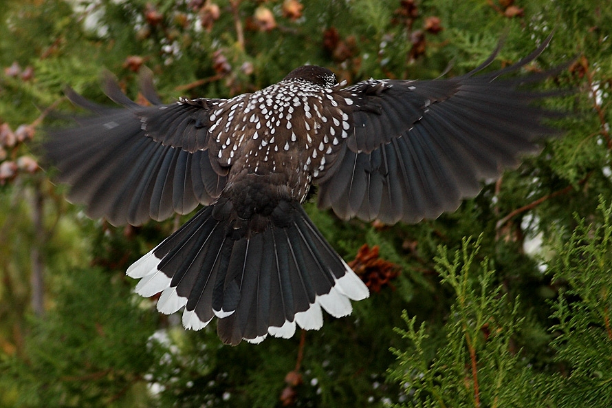 Northern Nutcracker