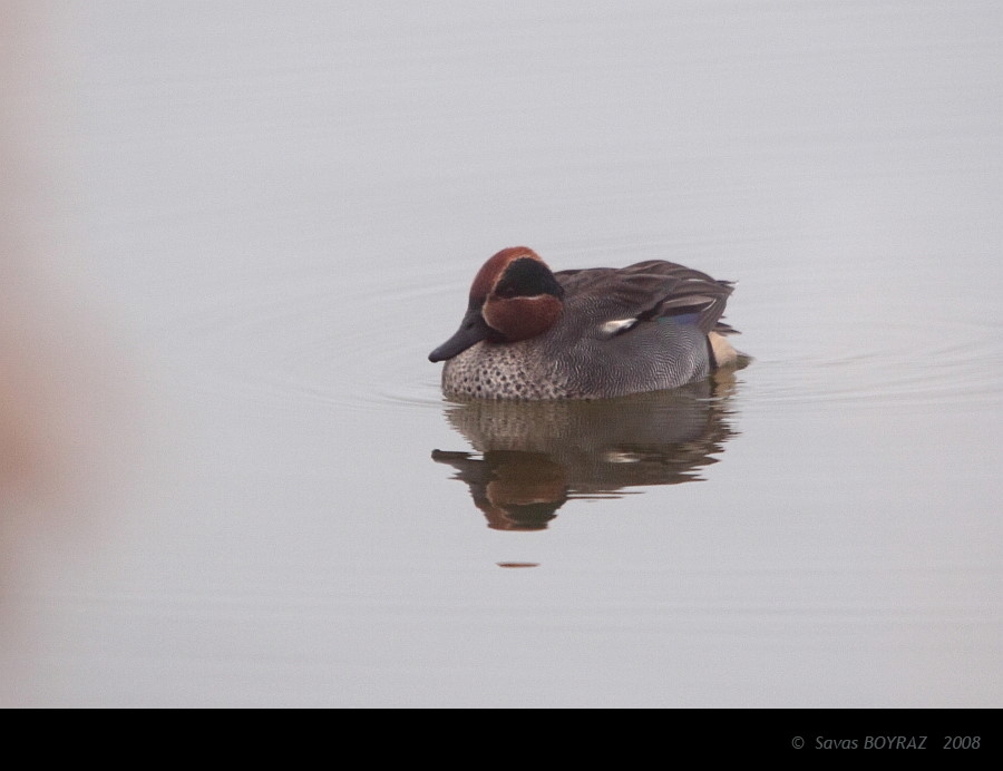 Eurasian Teal