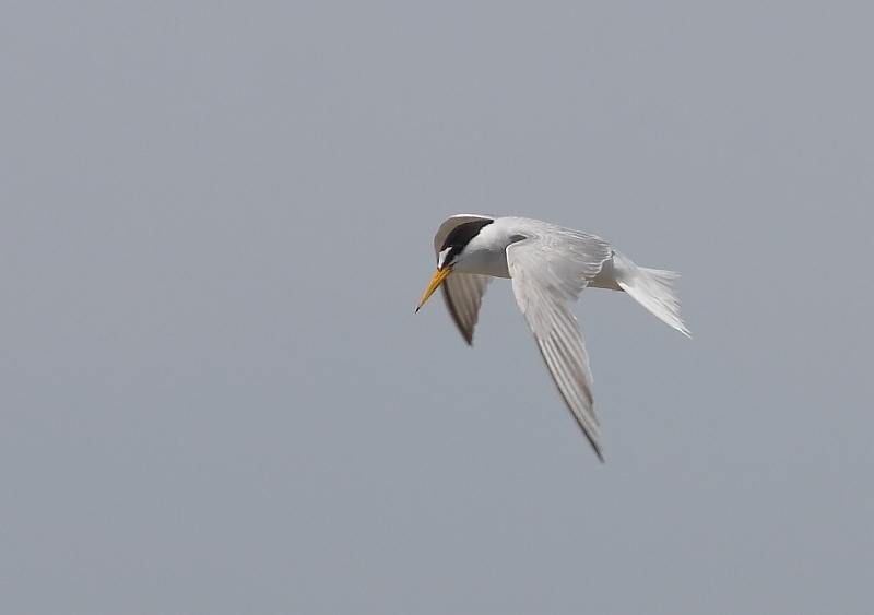 Little Tern