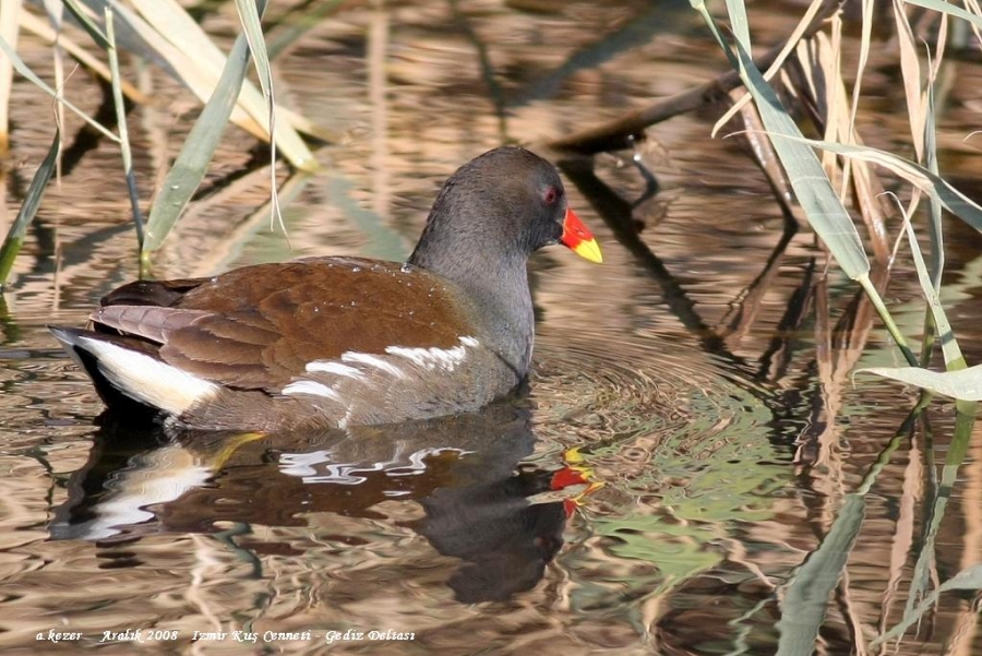 Common Moorhen