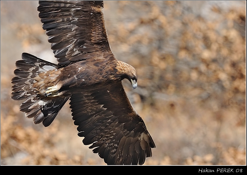 Golden Eagle
