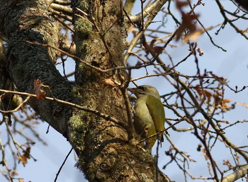 Grey-headed Woodpecker