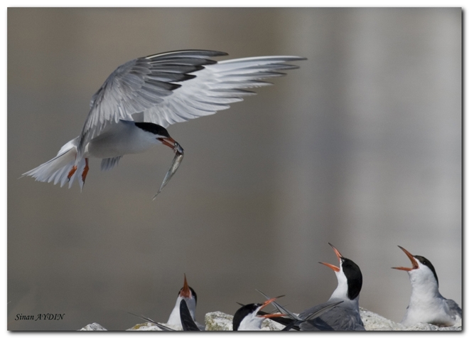 Common Tern