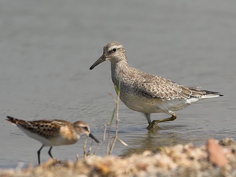 Red Knot